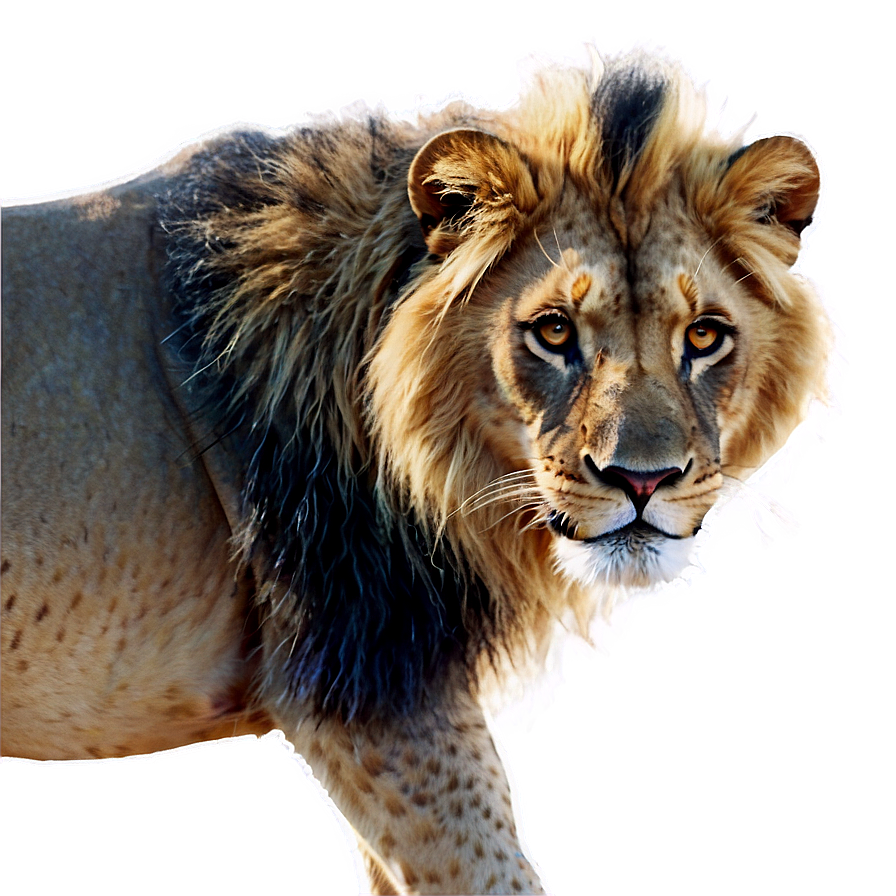 Lion King Of The Jungle Png 05032024 PNG image