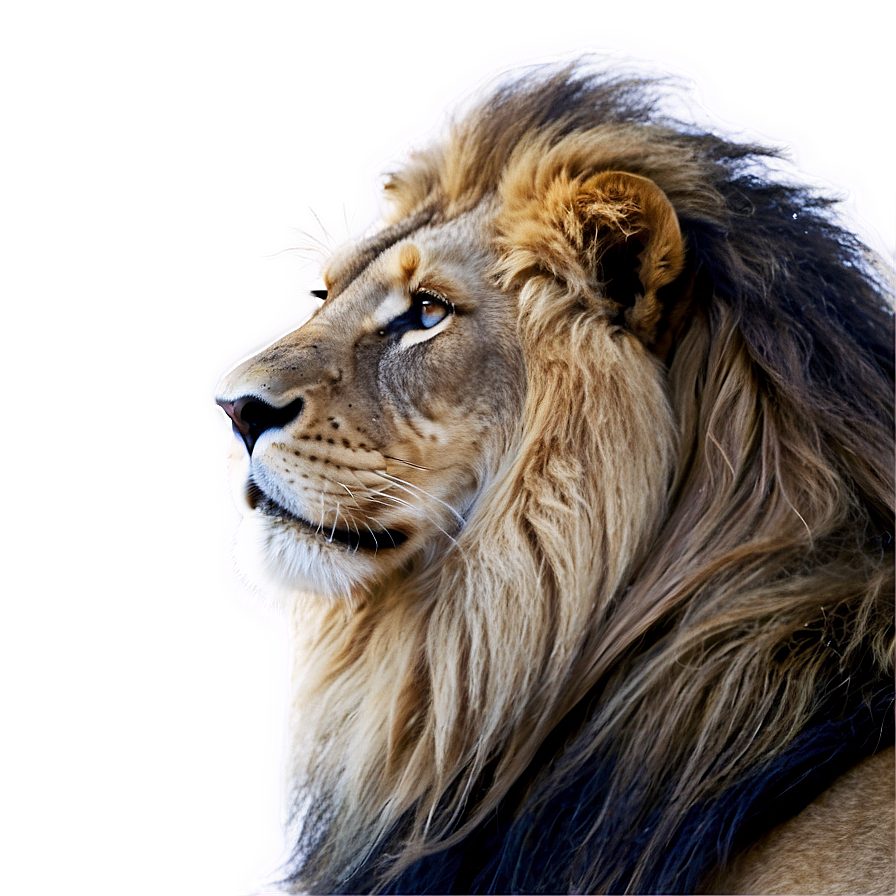 Lion Of Judah In Majesty Png 06262024 PNG image