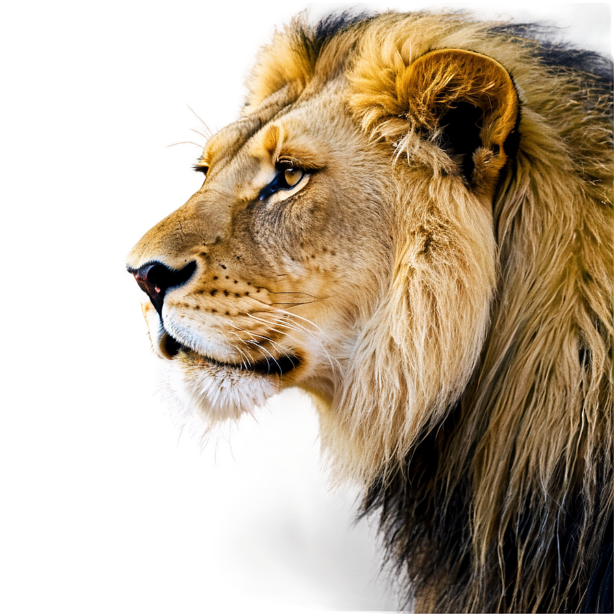 Lion Of Judah In Nature Png 06262024 PNG image