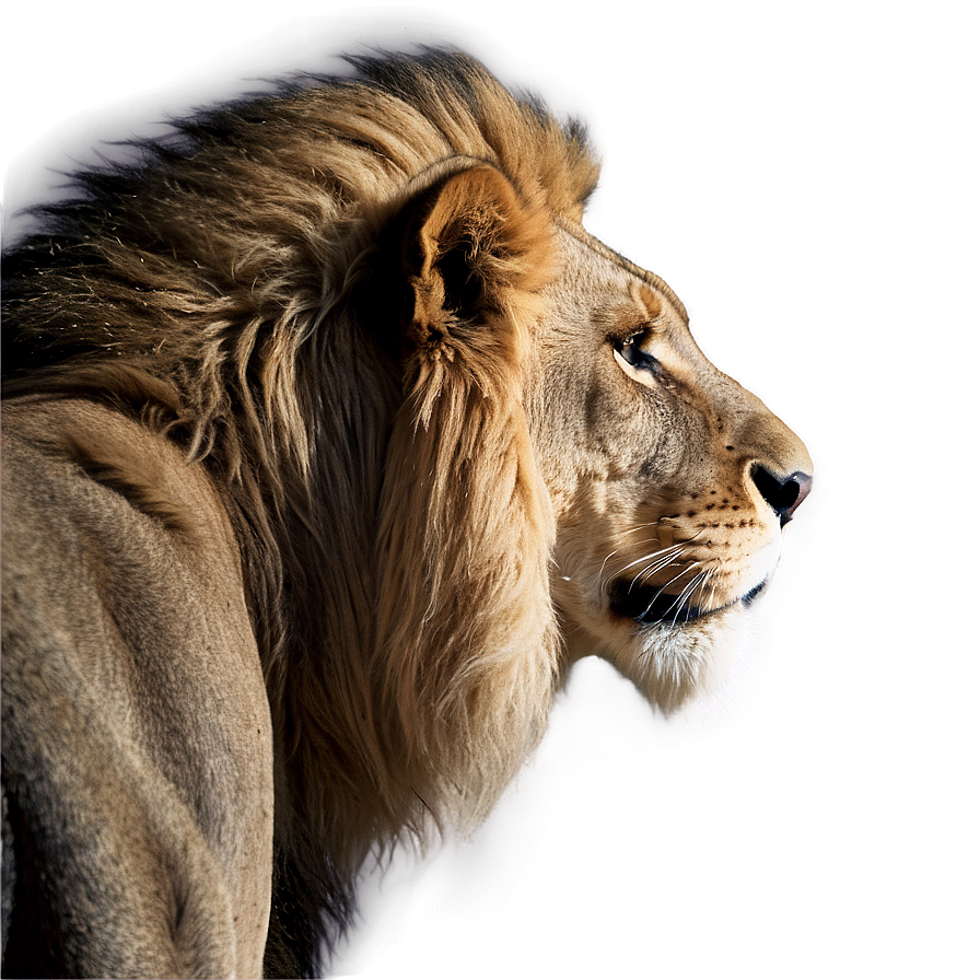 Lion Of Judah In Profile Png Xjf65 PNG image