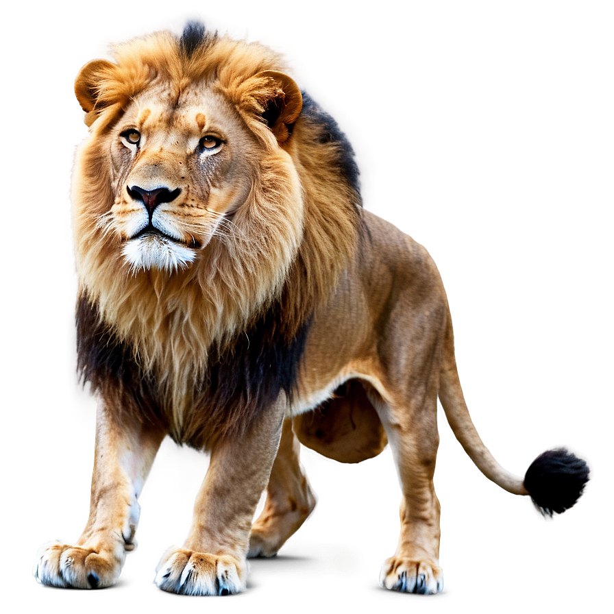 Lion Pride Leadership Png 18 PNG image