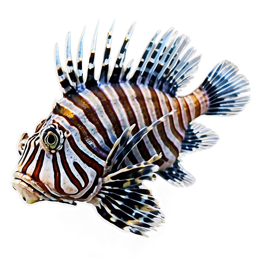 Lionfish Conservation Png 06292024 PNG image