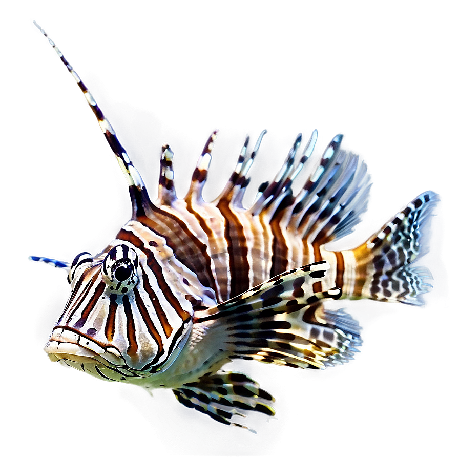 Lionfish Feeding Png Ahv PNG image