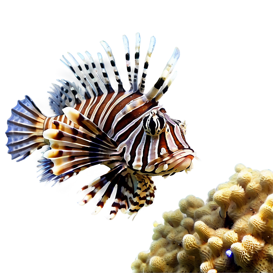 Lionfish In Coral Reef Png 14 PNG image