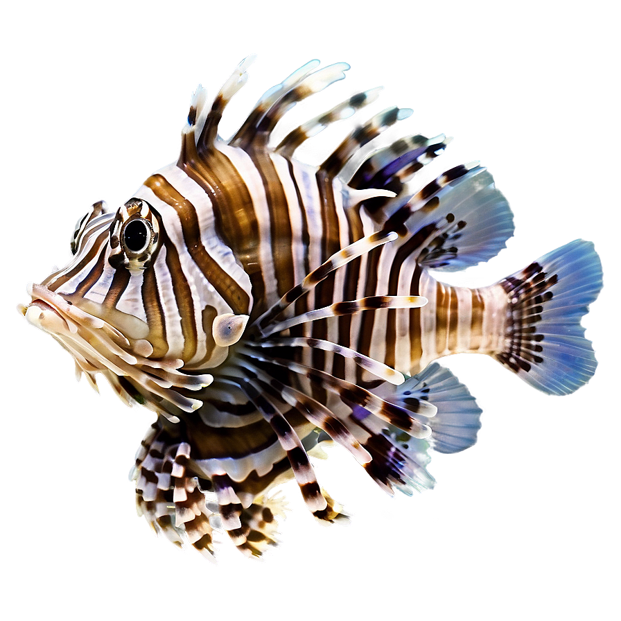 Lionfish In Natural Habitat Png 06292024 PNG image