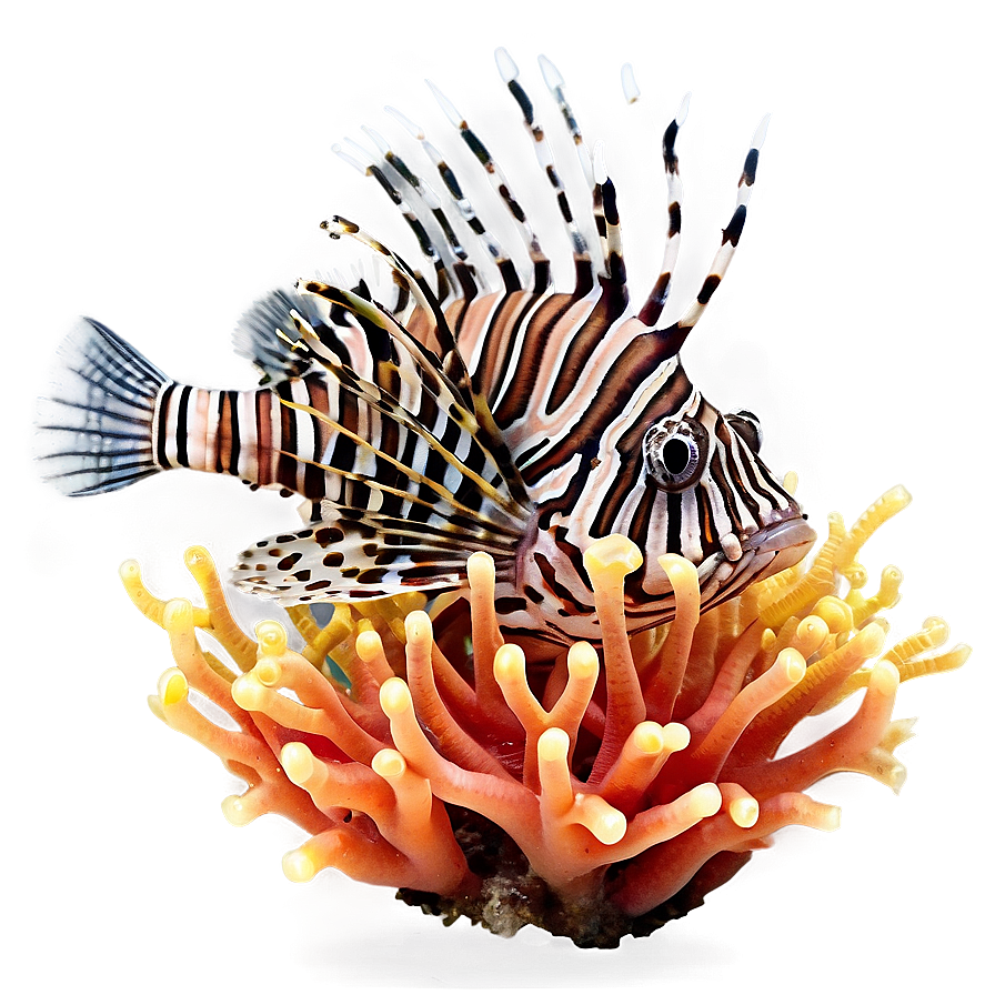 Lionfish On Coral Png Wuc PNG image