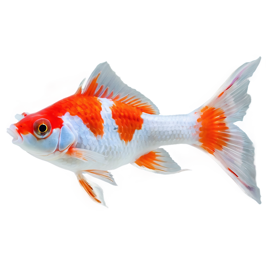 Lionhead Goldfish Png 79 PNG image