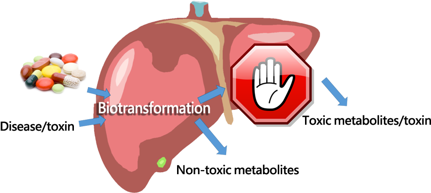 Liver Biotransformation Process PNG image