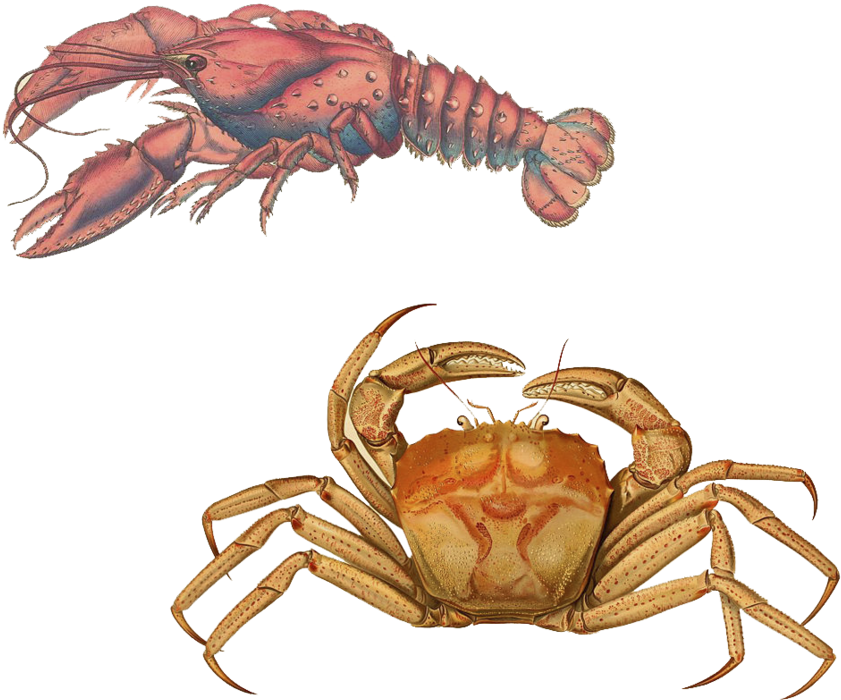 Lobsterand Crab Illustration PNG image