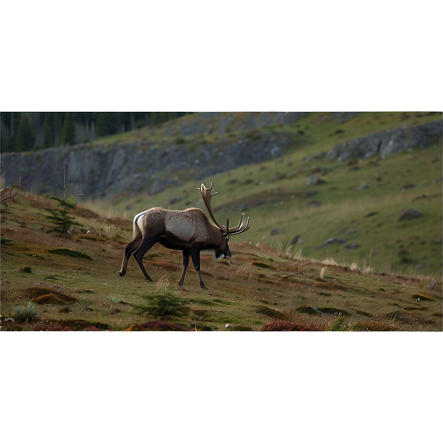 Lone Caribou On Hillside Png 06292024 PNG image