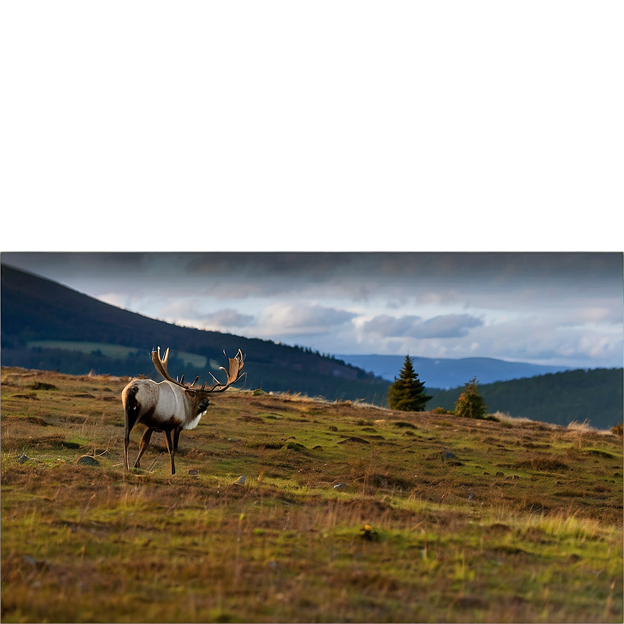 Lone Caribou On Hillside Png Kna PNG image