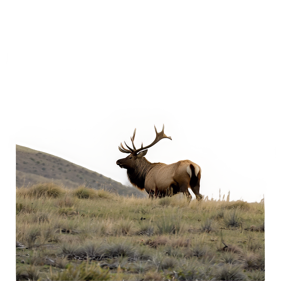 Lone Elk Png 05242024 PNG image