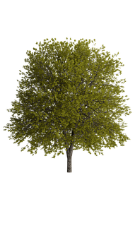 Lone Tree Black Background PNG image