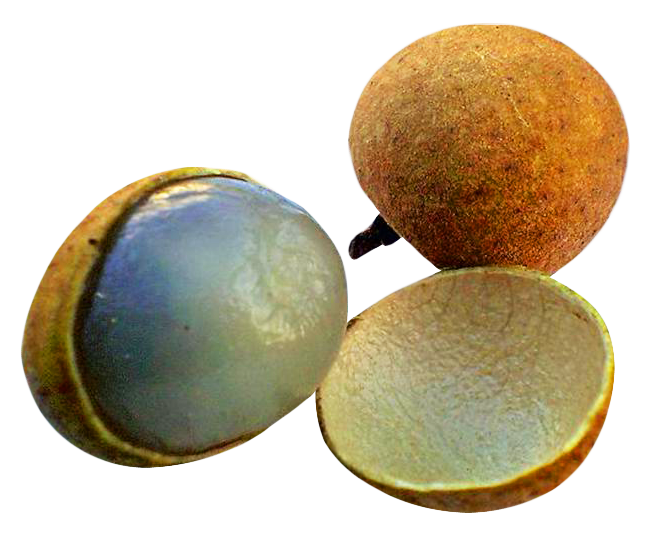 Longan Fruit Variety Display PNG image