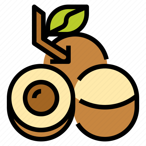 Longan Fruit Vector Illustration PNG image