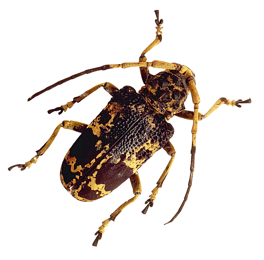 Longhorn Beetle Camouflage Pattern PNG image
