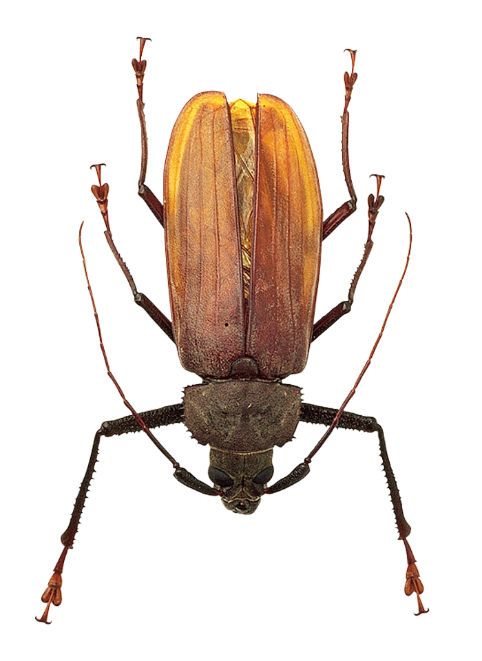 Longhorn Beetle Specimen PNG image