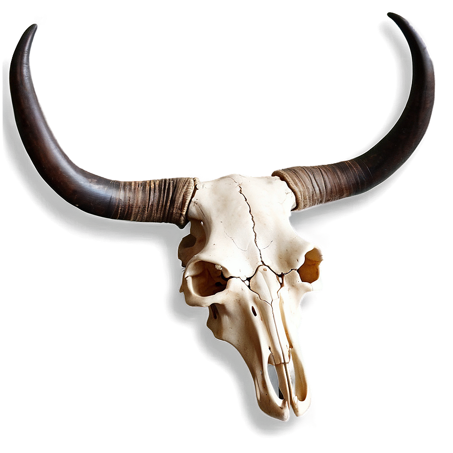 Longhorn Skull C PNG image