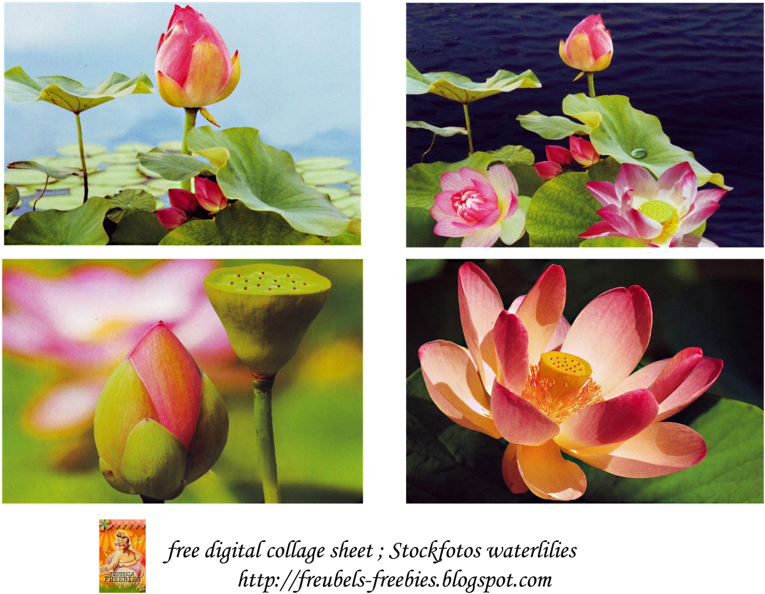 Lotus Collage Collection PNG image