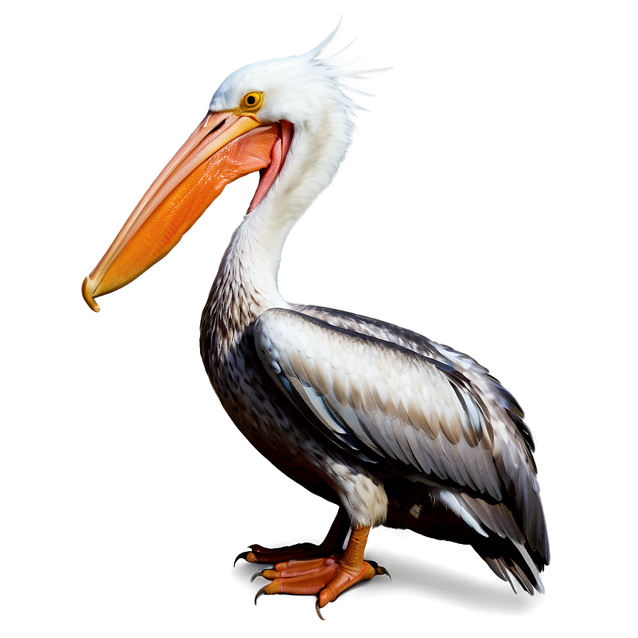 Louisiana Pelican Png Nyd16 PNG image