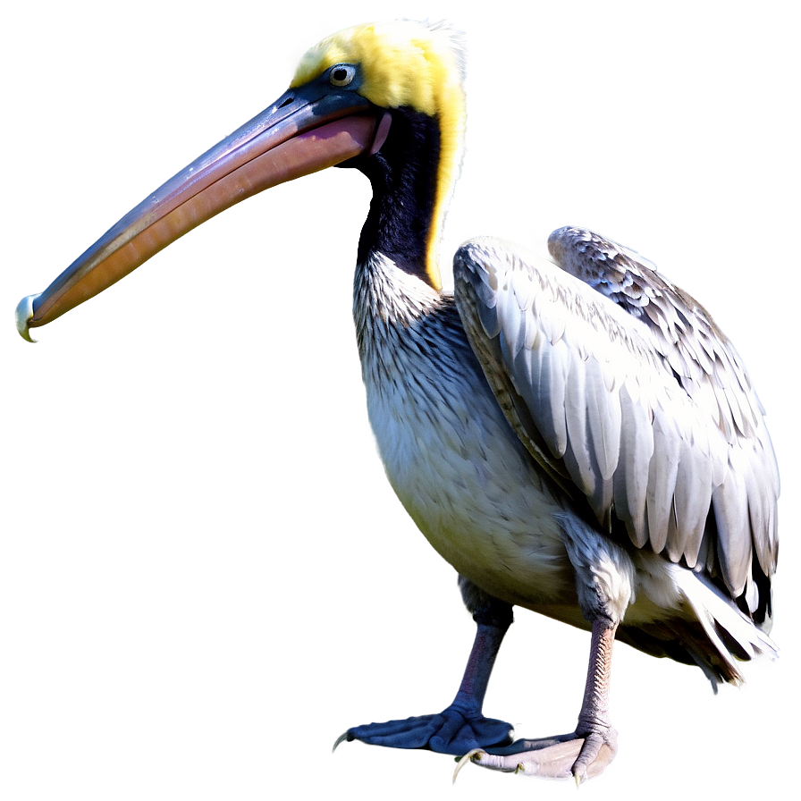 Louisiana Pelican Png Vml PNG image