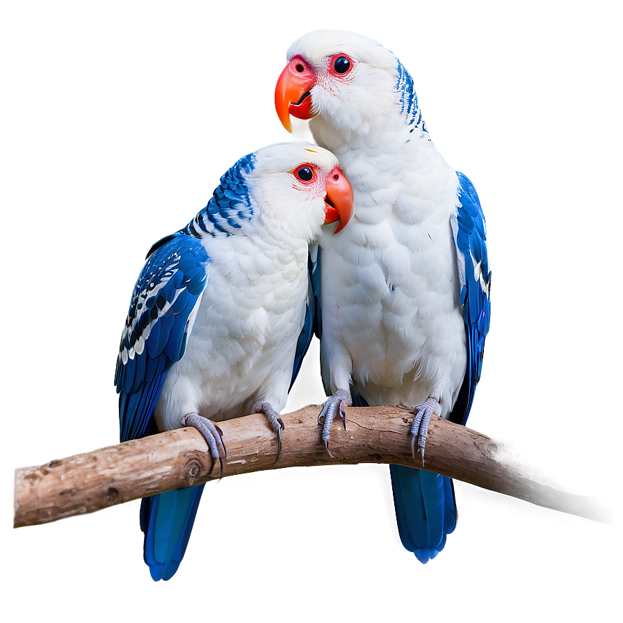 Love Birds Pair Png Ykx68 PNG image