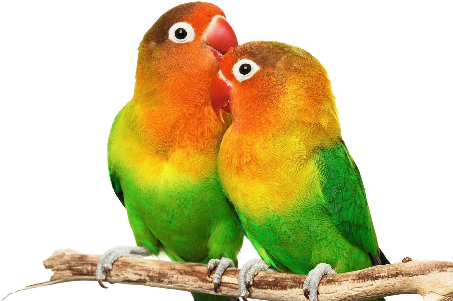 Lovebird_ Pair_ Affectionate_ Moment.png PNG image