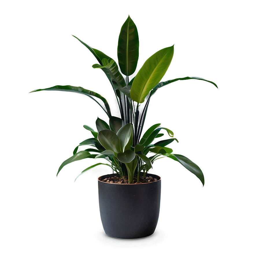 Low Light Indoor Plants Png Qae42 PNG image