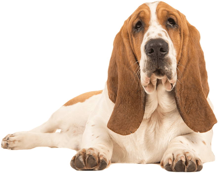 Loyal Basset Hound Resting PNG image