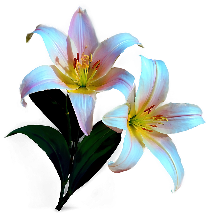 Luminous Lilies Night Scene Png Sbr PNG image