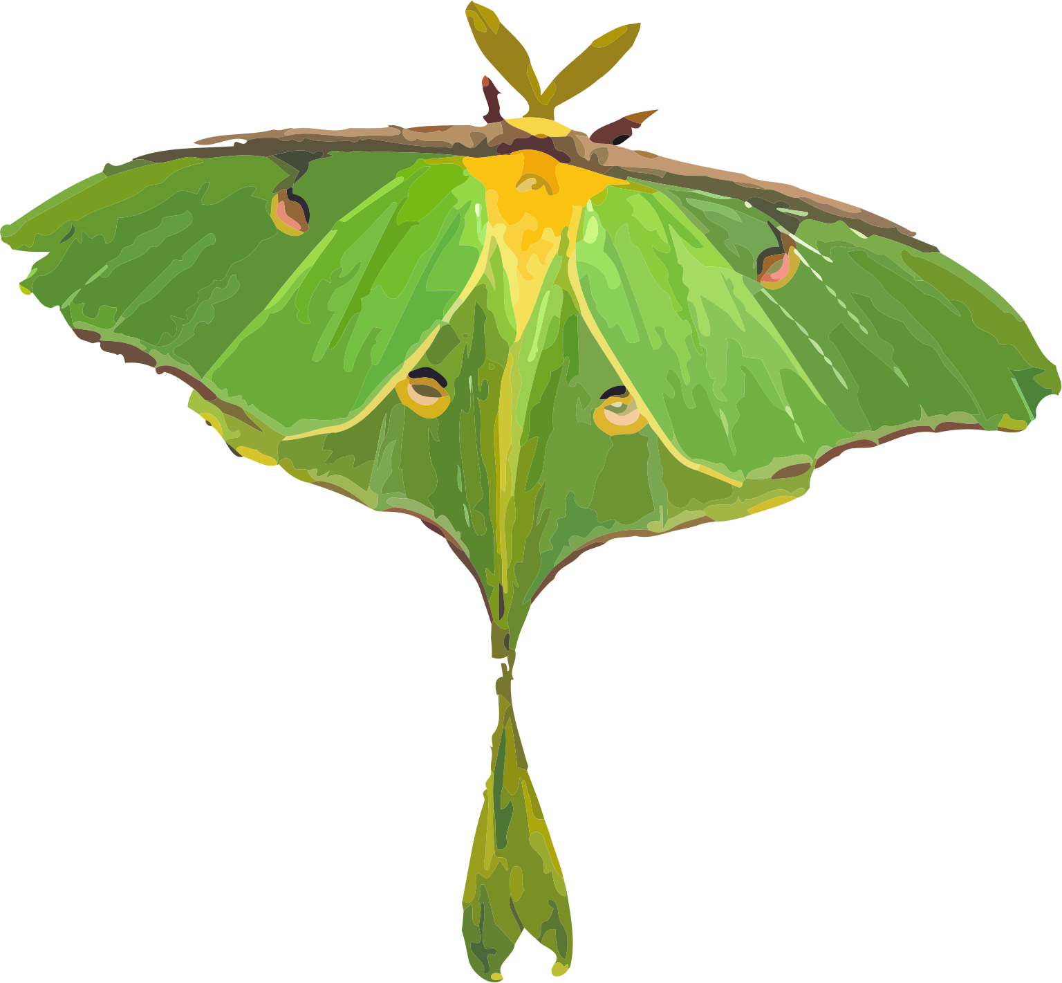 Luna Moth Illustration PNG image