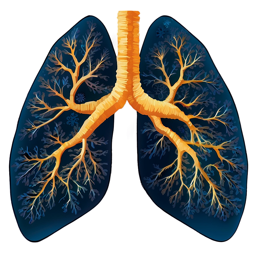 Lung C PNG image