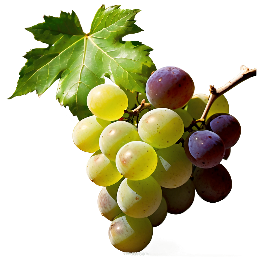 Luscious White Grape Png 44 PNG image