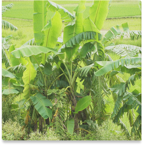 Lush_ Banana_ Tree_ Field PNG image