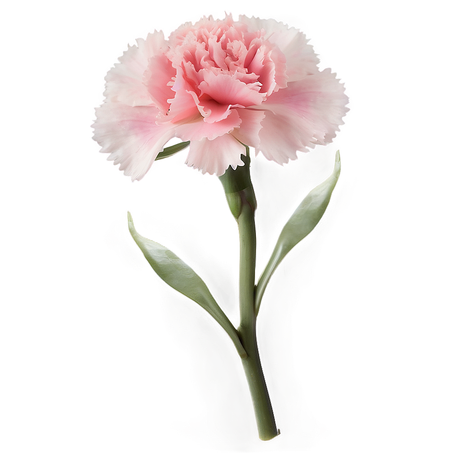 Lush Carnation Png Grg84 PNG image