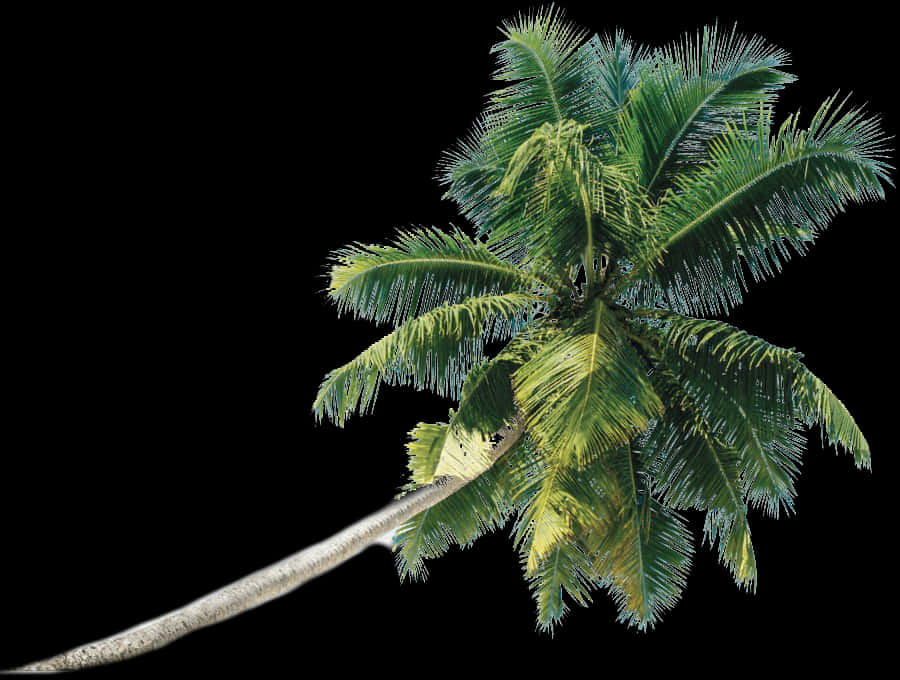 Lush Coconut Tree Isolatedon Black PNG image