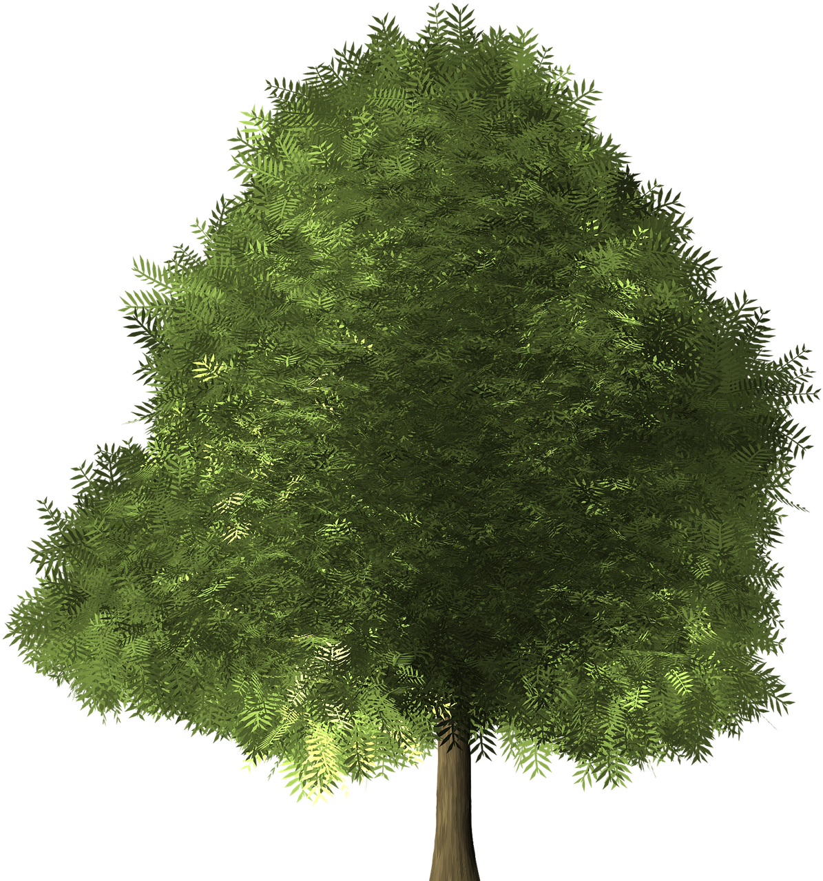 Lush Green Fern Tree Graphic PNG image