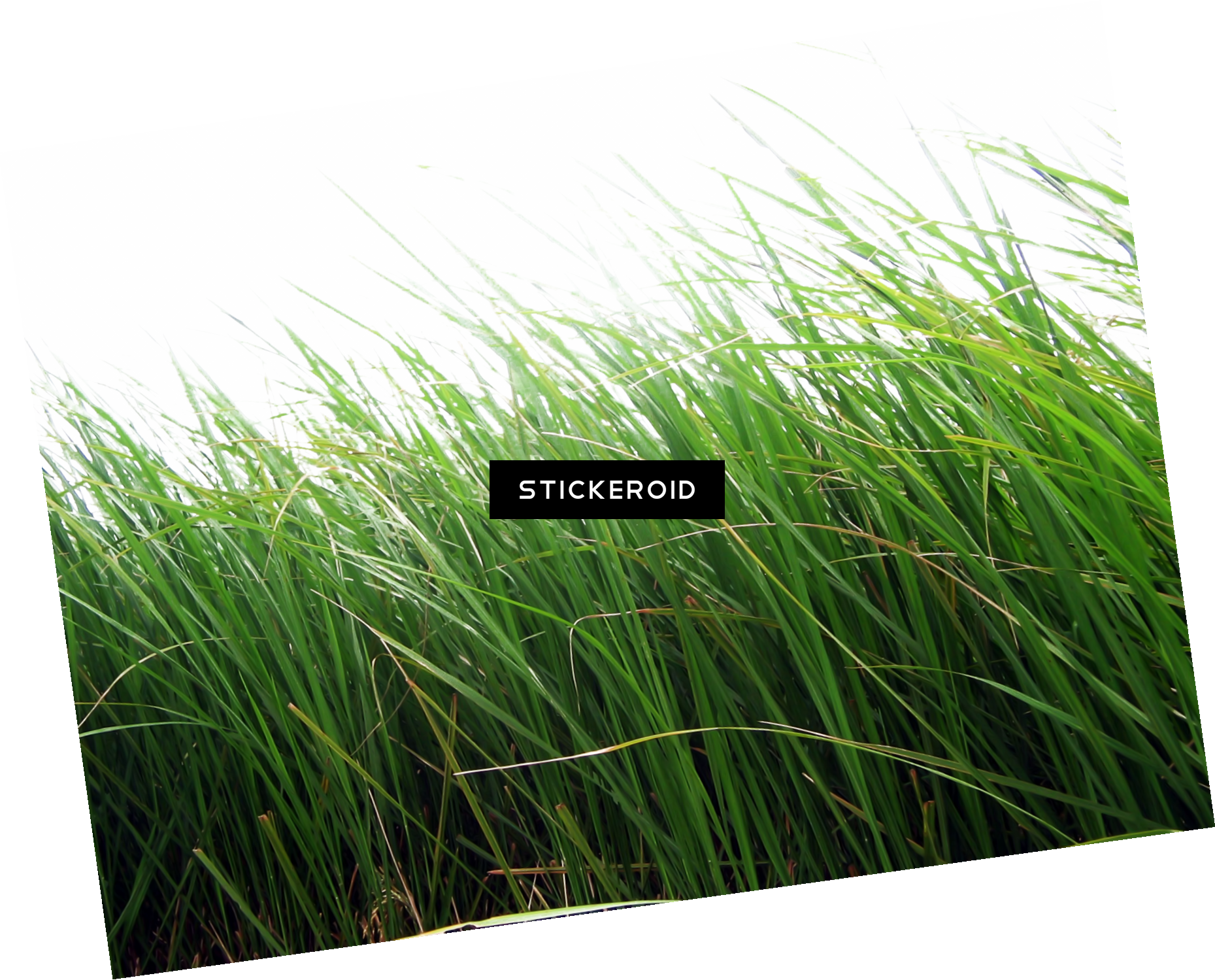 Lush Green Grass Field PNG image