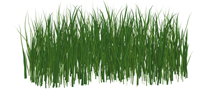 Lush Green Grass Texture PNG image