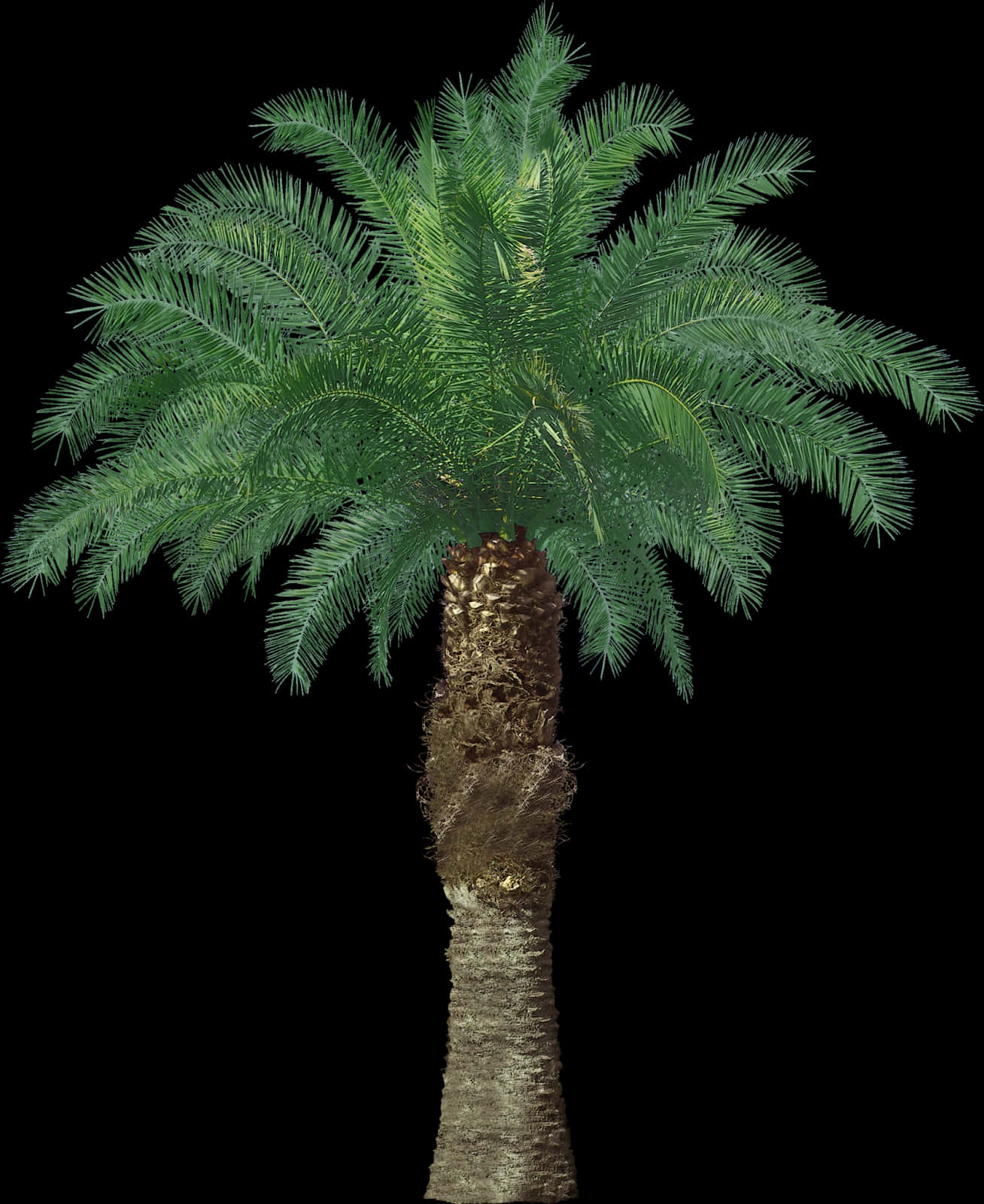 Lush Green Palm Tree Against Night Sky PNG image