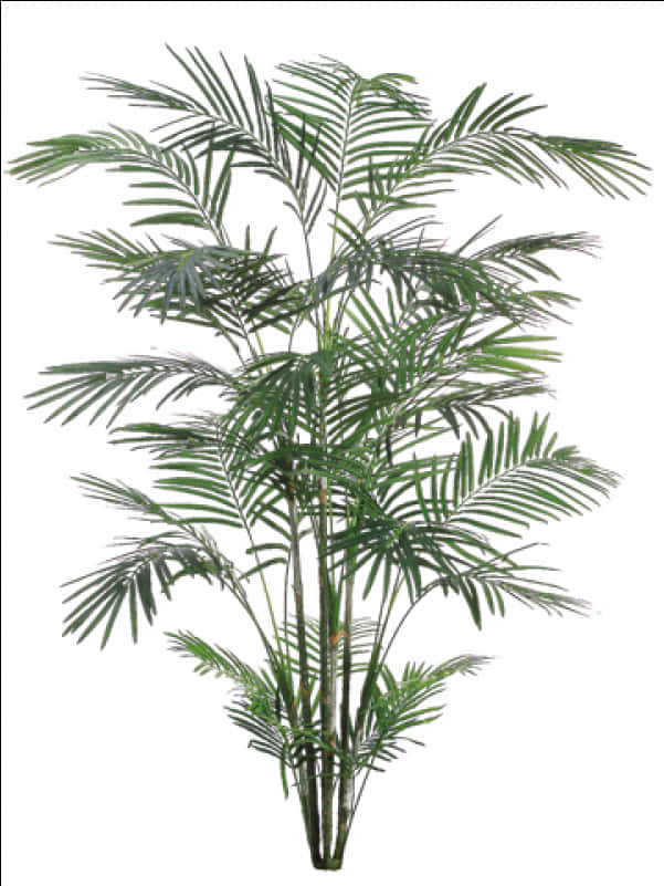 Lush Green Palm Tree PNG image