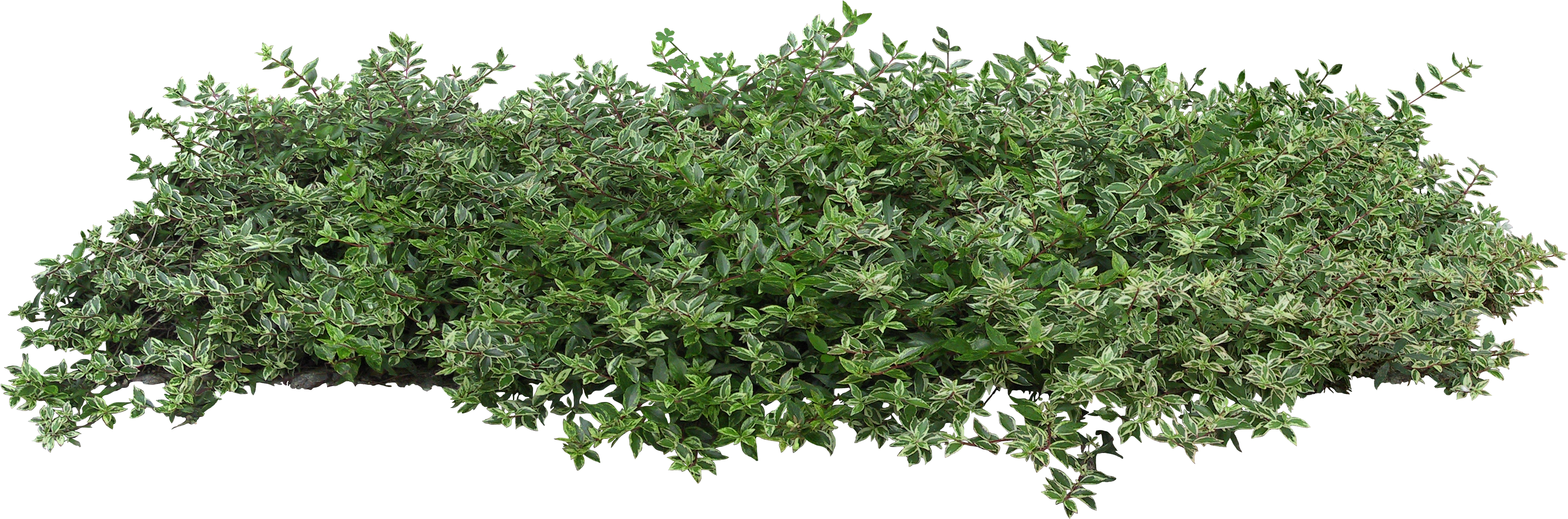 Lush Green Shrub Isolated PNG image