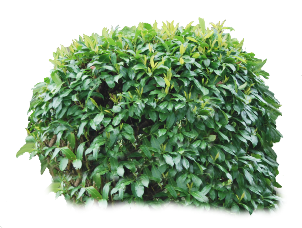 Lush Green Shrub Isolated.png PNG image