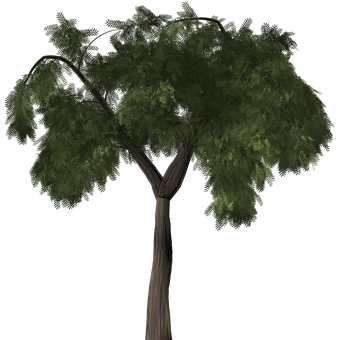 Lush Green Tree Black Background PNG image