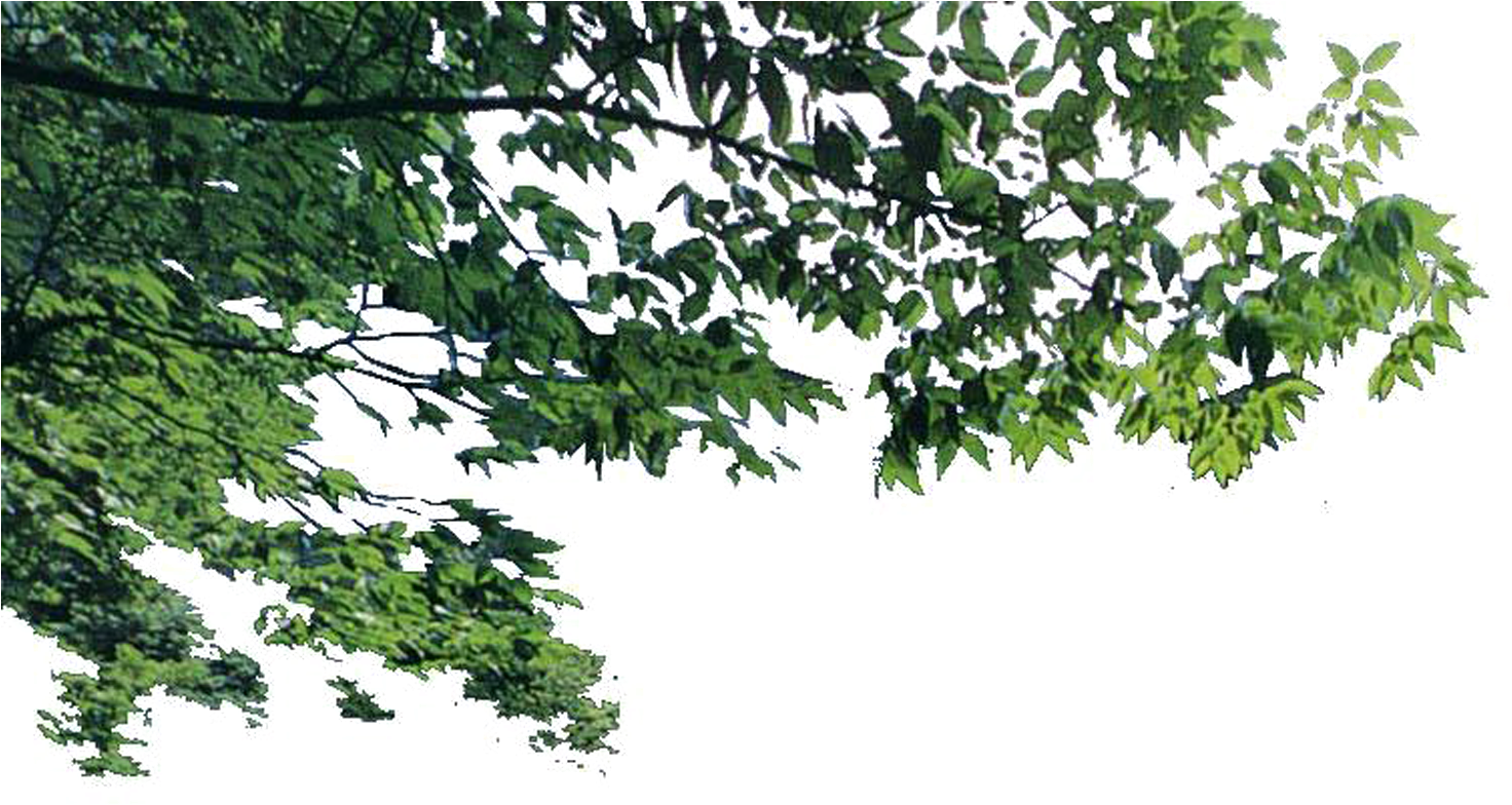 Lush Green Tree Branches.png PNG image