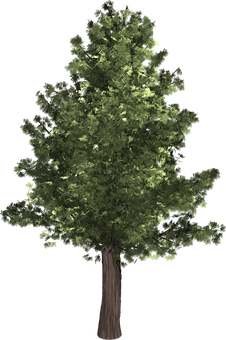 Lush Green Tree Isolatedon Black PNG image