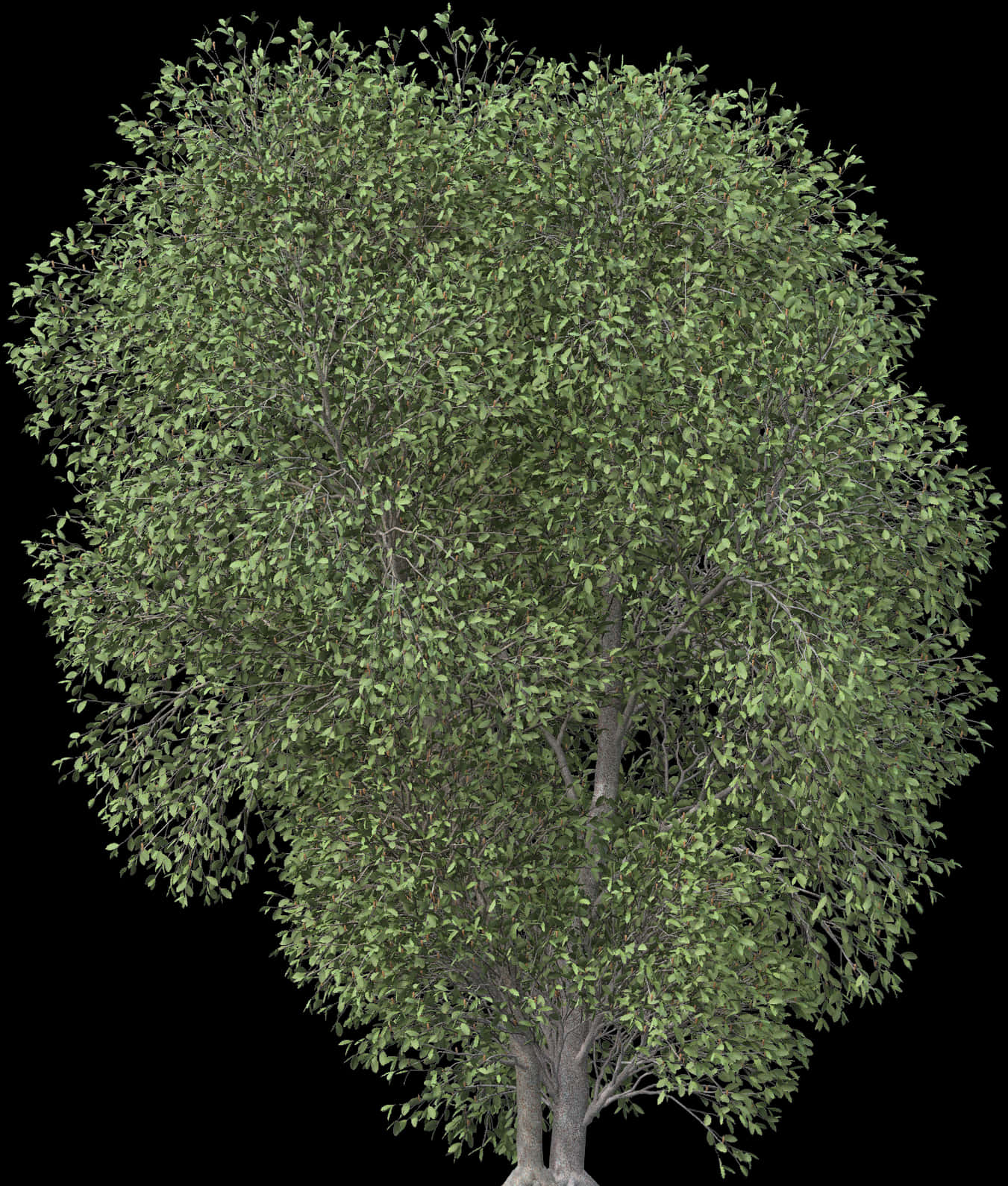 Lush Green Tree Isolatedon Black PNG image
