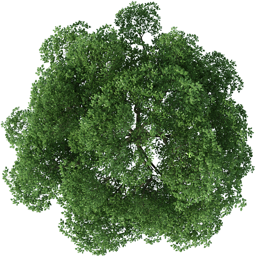 Lush Green Tree Top View.png PNG image