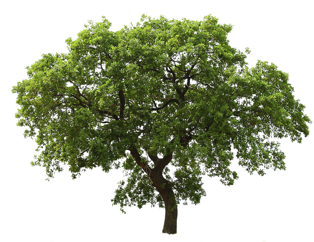 Lush Green Tree Transparent Background.png PNG image