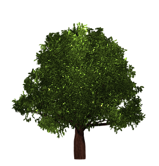 Lush Green Treeon Black Background PNG image